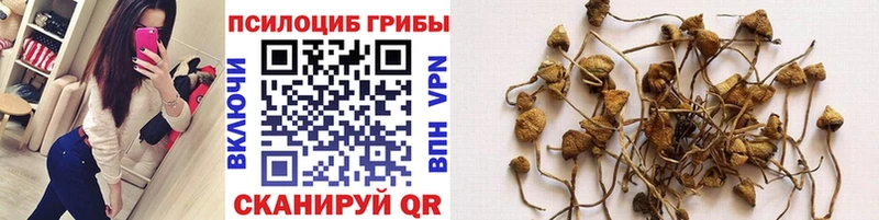 Псилоцибиновые грибы Cubensis  Белозерск 